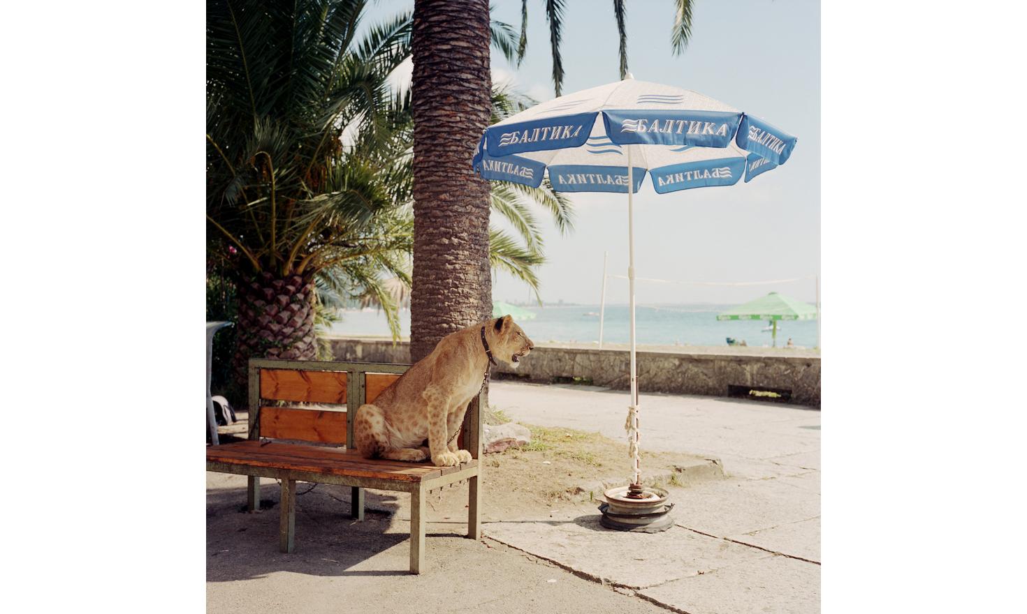 A lioness in Gagra which was bought for a zoo.