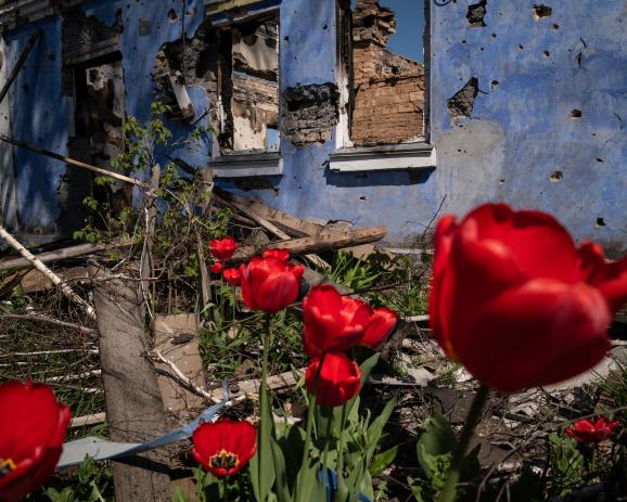 Le village, Ukraine, dans la région du Nord-Est de Kiev. Des maisons portent les stigmates des combats. C'est le printemps, les tulipes ont poussé.